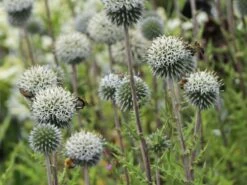 Kugeldistel 'Artic Glow' -Günstiges Garten Zart Geschäft kugeldistel artic glow m058456 w 4