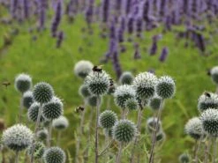 Kugeldistel 'Artic Glow' -Günstiges Garten Zart Geschäft kugeldistel artic glow m058456 w 5