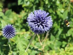 Kugeldistel 'Blue Globe'