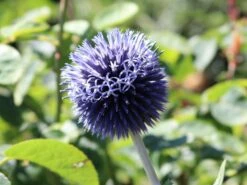 Kugeldistel 'Blue Globe' -Günstiges Garten Zart Geschäft kugeldistel blue globe m075696 w 0