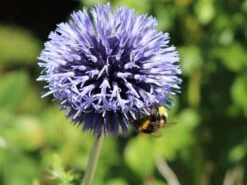 Kugeldistel 'Blue Globe' -Günstiges Garten Zart Geschäft kugeldistel blue globe m075696 w 1