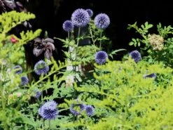 Kugeldistel 'Blue Globe' -Günstiges Garten Zart Geschäft kugeldistel blue globe m075696 w 2