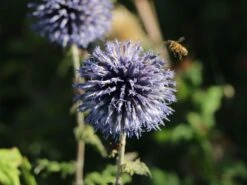 Kugeldistel 'Blue Globe' -Günstiges Garten Zart Geschäft kugeldistel blue globe m075696 w 3