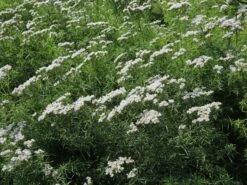 Langblättrige Scheinbergminze -Günstiges Garten Zart Geschäft langblaettrige scheinbergminze m085415 w 0