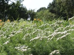 Langblättrige Scheinbergminze -Günstiges Garten Zart Geschäft langblaettrige scheinbergminze m085415 w 1