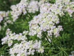 Langblättrige Scheinbergminze -Günstiges Garten Zart Geschäft langblaettrige scheinbergminze m085415 w 2