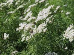 Langblättrige Scheinbergminze -Günstiges Garten Zart Geschäft langblaettrige scheinbergminze m085415 w 4