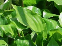 Lanzen-Funkie 'Red October' -Günstiges Garten Zart Geschäft lanzen funkie red october m077883 w 0