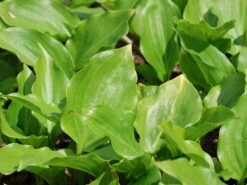 Lanzen-Funkie 'Red October' -Günstiges Garten Zart Geschäft lanzen funkie red october m077883 w 2