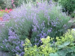 Lavendel 'Dwarf Blue' -Günstiges Garten Zart Geschäft lavendel dwarf blue m012419 62517 1
