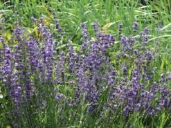 Lavendel 'Dwarf Blue'
