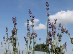 Lavendel 'Dwarf Blue' -Günstiges Garten Zart Geschäft lavendel dwarf blue m012419 w 0