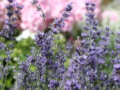 Lavendel 'Dwarf Blue' -Günstiges Garten Zart Geschäft lavendel dwarf blue m012419 w 1