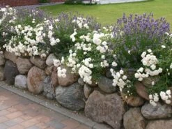 Lavendel 'Hidcote Blue' / 'Strain' -Günstiges Garten Zart Geschäft lavendel hidcote blue m003842 w 2