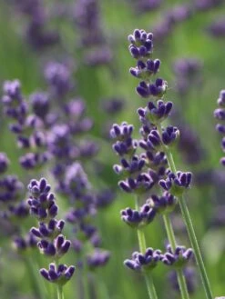 Lavendel 'Hidcote Blue' / 'Strain' -Günstiges Garten Zart Geschäft lavendel hidcote blue strain m003842 w 4