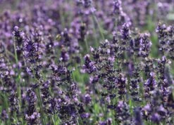 Lavendel 'Hidcote Blue' / 'Strain' -Günstiges Garten Zart Geschäft lavendel hidcote blue strain m003842 w 5