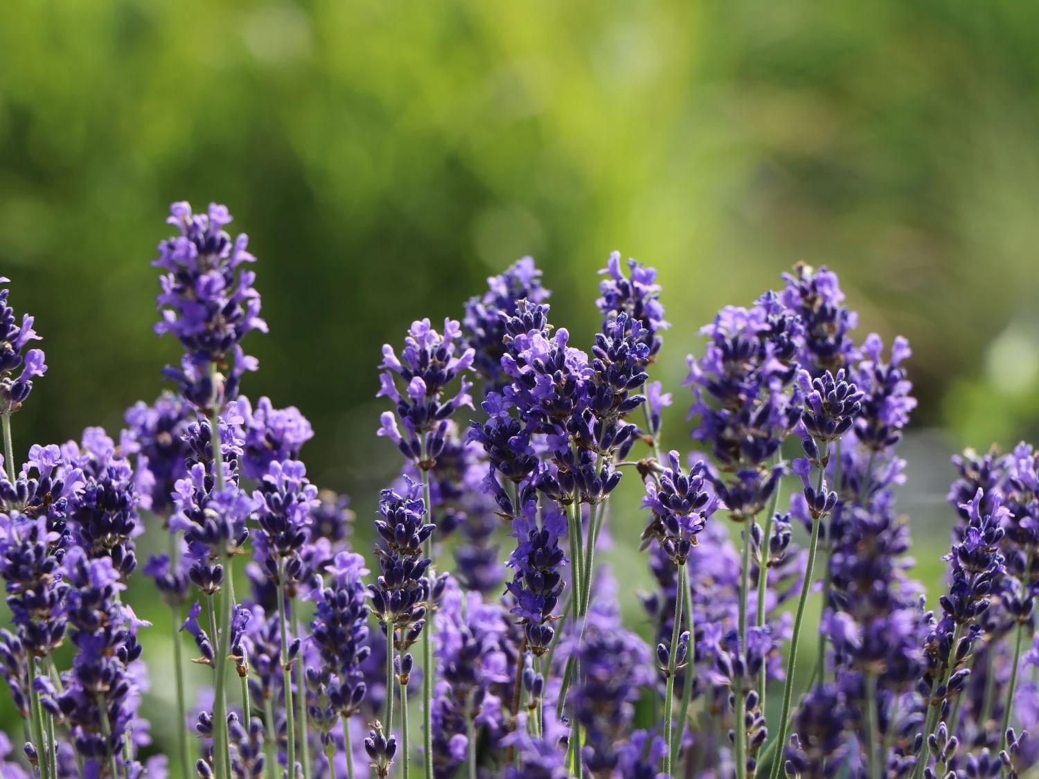 Lavendel 'Phenomenal' / 'Niko' 3 Lavendel 'Phenomenal' / 'Niko'