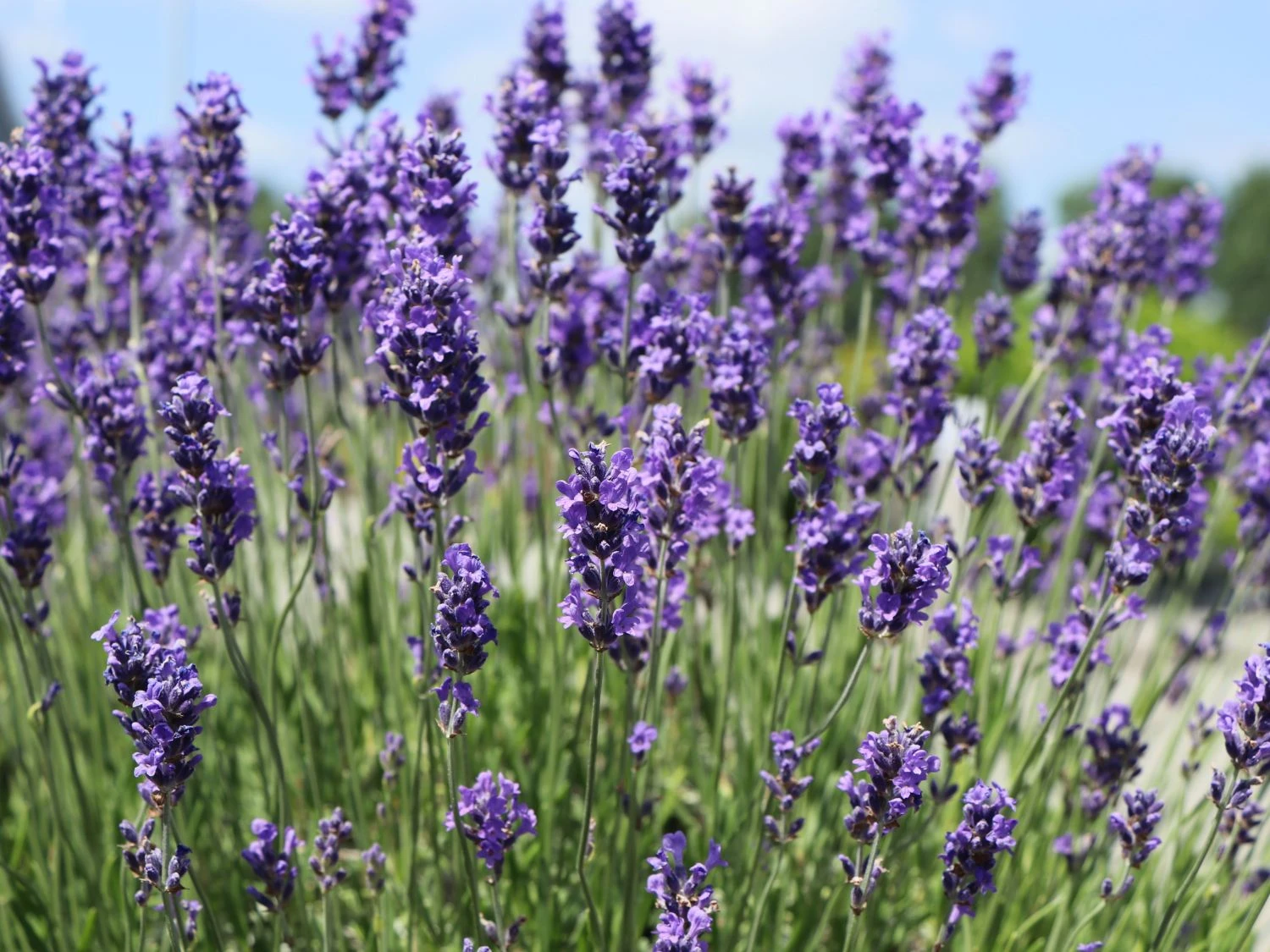 Lavendel 'Phenomenal' / 'Niko' 4 Lavendel 'Phenomenal' / 'Niko' – Bild 2