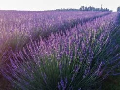 Lavendel 'Phenomenal' / 'Niko' 7 Lavendel 'Phenomenal' / 'Niko' -Günstiges Garten Zart Geschäft lavendel phenomenal niko m114470 w 1