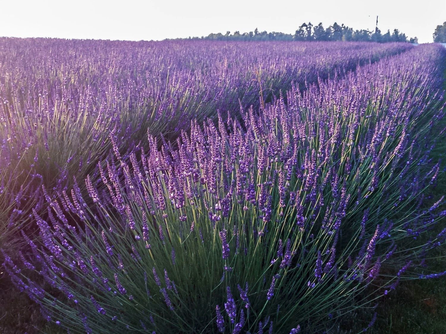 Lavendel 'Phenomenal' / 'Niko' 5 Lavendel 'Phenomenal' / 'Niko' – Bild 3