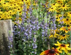 Lobelie 'Blaue Auslese' -Günstiges Garten Zart Geschäft lobelie blaue auslese m059438 511165 0