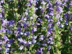 Lobelie 'Blaue Auslese' -Günstiges Garten Zart Geschäft lobelie blaue auslese m059438 w 0