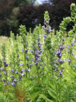 Lobelie 'Blaue Auslese' -Günstiges Garten Zart Geschäft lobelie blaue auslese m059438 w 1