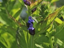 Lobelie 'Blaue Auslese' -Günstiges Garten Zart Geschäft lobelie blaue auslese m059438 w 2