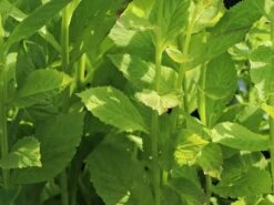 Lobelie 'Blaue Auslese' -Günstiges Garten Zart Geschäft lobelie blaue auslese m059438 w 4