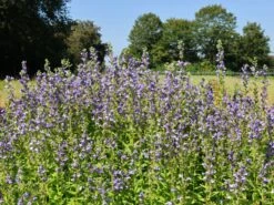 Lobelie 'Blaue Auslese' -Günstiges Garten Zart Geschäft lobelie blaue auslese m059438 w 5