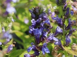 Lobelie 'Blaue Auslese' -Günstiges Garten Zart Geschäft lobelie blaue auslese m059438 w 6