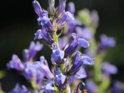 Lobelie 'Blaue Auslese' -Günstiges Garten Zart Geschäft lobelie blaue auslese m059438 w 7