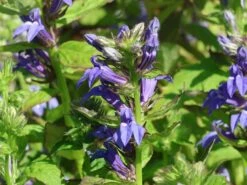 Lobelie 'Blaue Auslese' -Günstiges Garten Zart Geschäft lobelie blaue auslese m059438 w 9