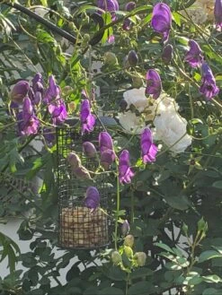 Lockerer Eisenhut 'Spark' -Günstiges Garten Zart Geschäft lockerer eisenhut spark m074023 1204801 0