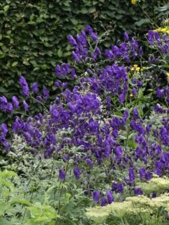 Lockerer Eisenhut 'Spark' -Günstiges Garten Zart Geschäft lockerer eisenhut spark m074023 w 1