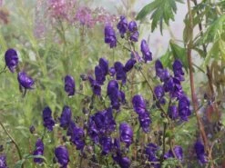 Lockerer Eisenhut 'Spark' -Günstiges Garten Zart Geschäft lockerer eisenhut spark m074023 w 2