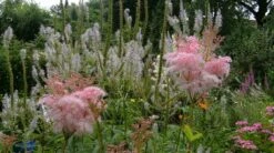 Mädesüß 'Venusta' -Günstiges Garten Zart Geschäft maedesuess venusta m001621 490492 0