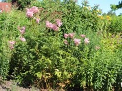 Mädesüß 'Venusta' -Günstiges Garten Zart Geschäft maedesuess venusta m001621 w 0