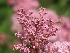 Mädesüß 'Venusta' -Günstiges Garten Zart Geschäft maedesuess venusta m001621 w 1