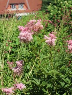Mädesüß 'Venusta' -Günstiges Garten Zart Geschäft maedesuess venusta m001621 w 2