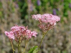 Mädesüß 'Venusta' -Günstiges Garten Zart Geschäft maedesuess venusta m001621 w 3
