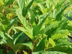 Mädesüß 'Venusta' -Günstiges Garten Zart Geschäft maedesuess venusta m001621 w 4