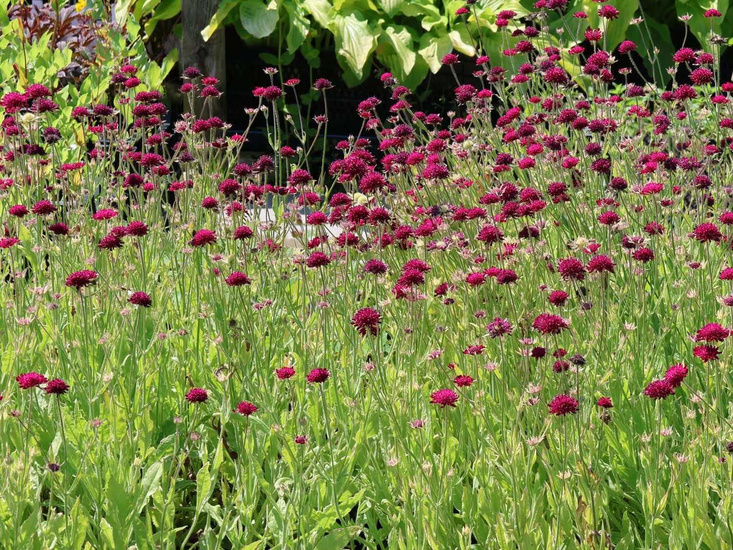 Mazedonische Witwenblume 'Thunder And Lightning' 4 Mazedonische Witwenblume 'Thunder And Lightning' – Bild 2