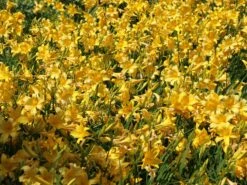 Middendorffs Taglilie -Günstiges Garten Zart Geschäft middendorffs taglilie m058903 w 0