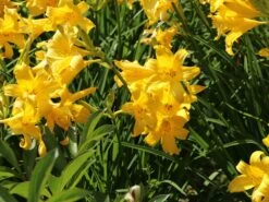 Middendorffs Taglilie -Günstiges Garten Zart Geschäft middendorffs taglilie m058903 w 1