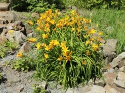 Middendorffs Taglilie -Günstiges Garten Zart Geschäft middendorffs taglilie m058903 w 2