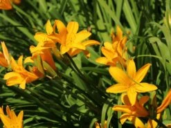 Middendorffs Taglilie -Günstiges Garten Zart Geschäft middendorffs taglilie m058903 w 3