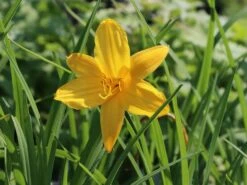 Middendorffs Taglilie -Günstiges Garten Zart Geschäft middendorffs taglilie m058903 w 4