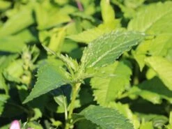 Miesmäulchen -Günstiges Garten Zart Geschäft miesmaeulchen m001596 w 0