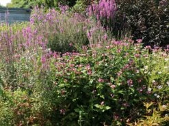 Miesmäulchen -Günstiges Garten Zart Geschäft miesmaeulchen m001596 w 10